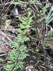 Cheilanthes sieberi sieberi