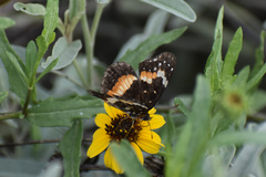 Chlosyne lacinia adjutrix
