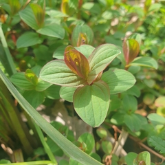 Hypericum tetrapterum
