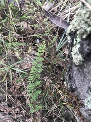 Cheilanthes sieberi sieberi