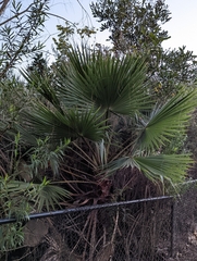 Washingtonia robusta