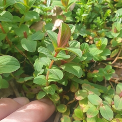 Hypericum tetrapterum