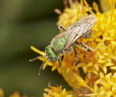 Agapostemon texanus