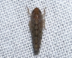 Osbornellus