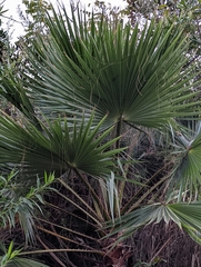 Washingtonia robusta