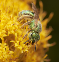 Agapostemon texanus