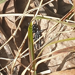 Nyssus albopunctatus