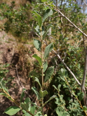 Salix aurita