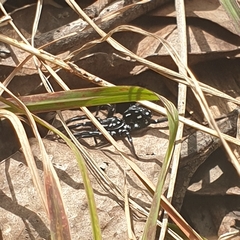 Nyssus albopunctatus