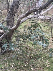 Eucalyptus dives