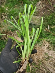 Bromus catharticus