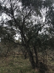 Eucalyptus dives