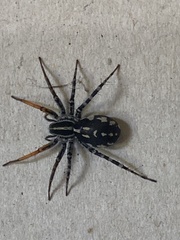 Nyssus coloripes