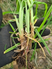 Bromus catharticus