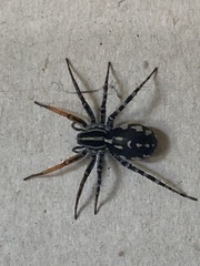Nyssus coloripes
