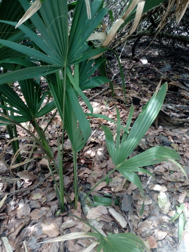 Sabal pumos, photograph 4