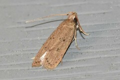 Autosticha kyotensis