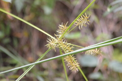 Cyperus erythrorhizos