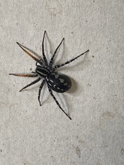 Nyssus coloripes