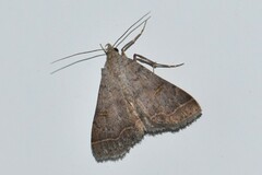 Bleptina caradrinalis