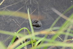 Rana luteiventris