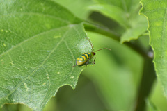 Diabrotica balteata