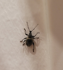 Otiorhynchus armadillo