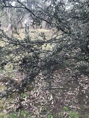 Leptospermum brevipes