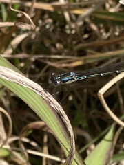 Austrolestes colensonis