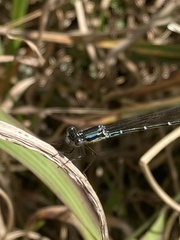 Austrolestes colensonis