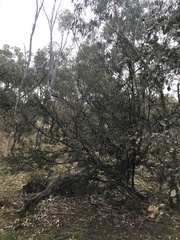 Leptospermum brevipes