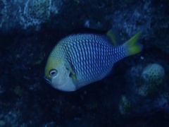 Dascyllus flavicaudus