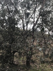 Leptospermum brevipes