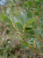 Salix bicolor