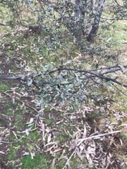 Leptospermum brevipes