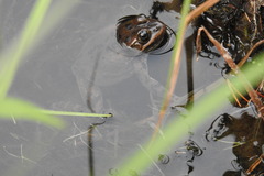 Rana luteiventris