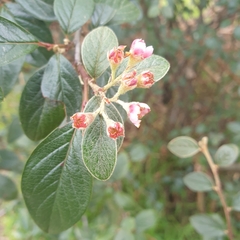 Cotoneaster glaucophyllus