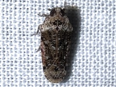 Catonia nava