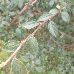 Cotoneaster glaucophyllus