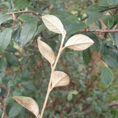 Cotoneaster glaucophyllus