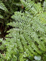 Dryopteris expansa