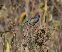 Conirostrum cinereum