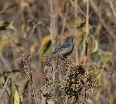 Conirostrum cinereum