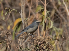 Conirostrum cinereum