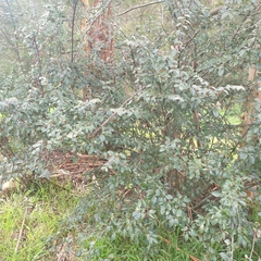 Cotoneaster glaucophyllus