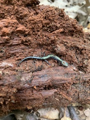 Plethodon hubrichti