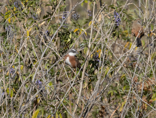 Bolivian Warbling Finch (Poospiza boliviana), photo 7