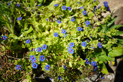 Lysimachia arvensis caerulea
