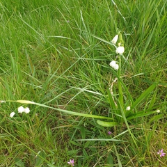 Leucojum aestivum