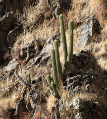 Trichocereus tunariensis